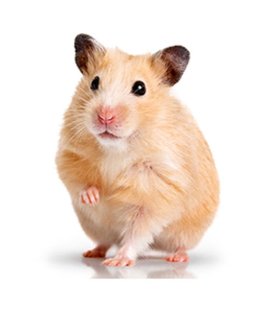Hamster