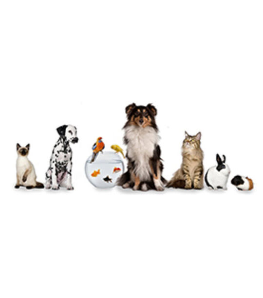 Pet Animals